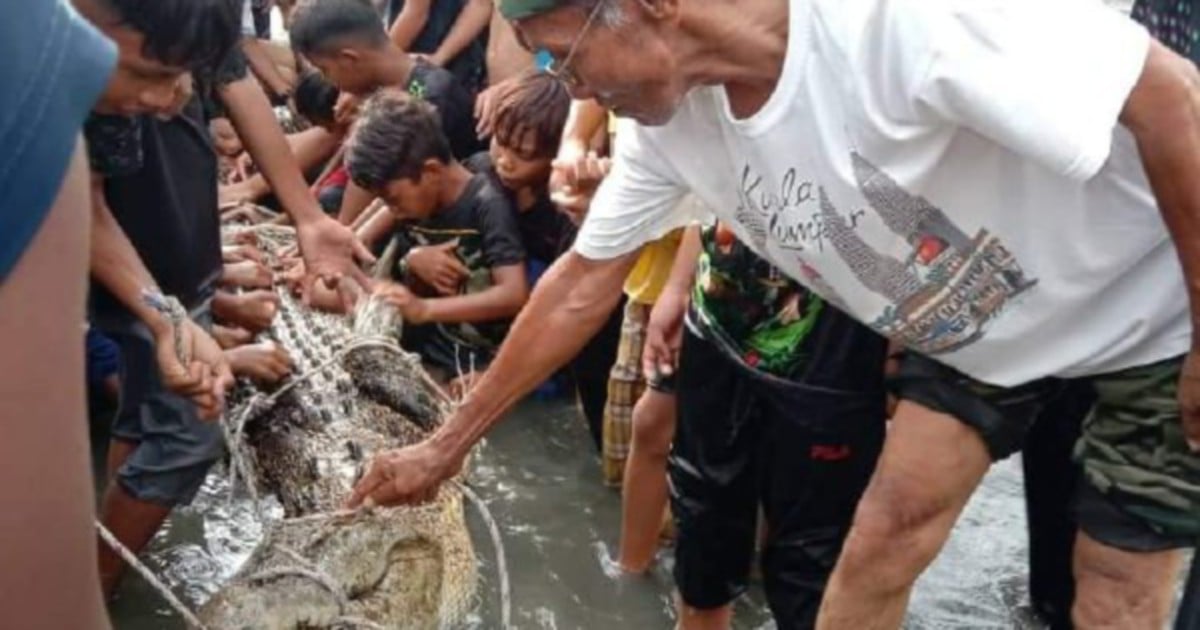 Four-metre crocodile caught by Gaya island villagers while trying to ...