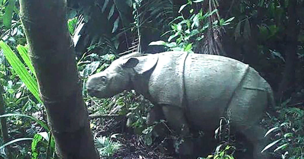 Two rare Javan rhino calves spotted in Indonesia | New Straits Times