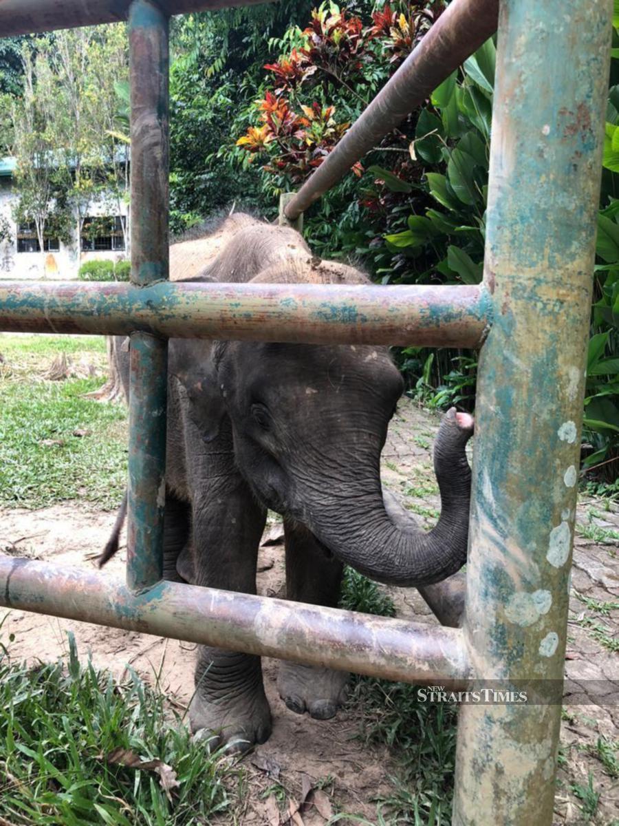 Sabah Wildlife Department director Augustinee Tuuga said the two-year-old elephant, which was rescued from Lahad Datu in April has regained its vision. - Pic courtesy of Sabah Wildlife Department