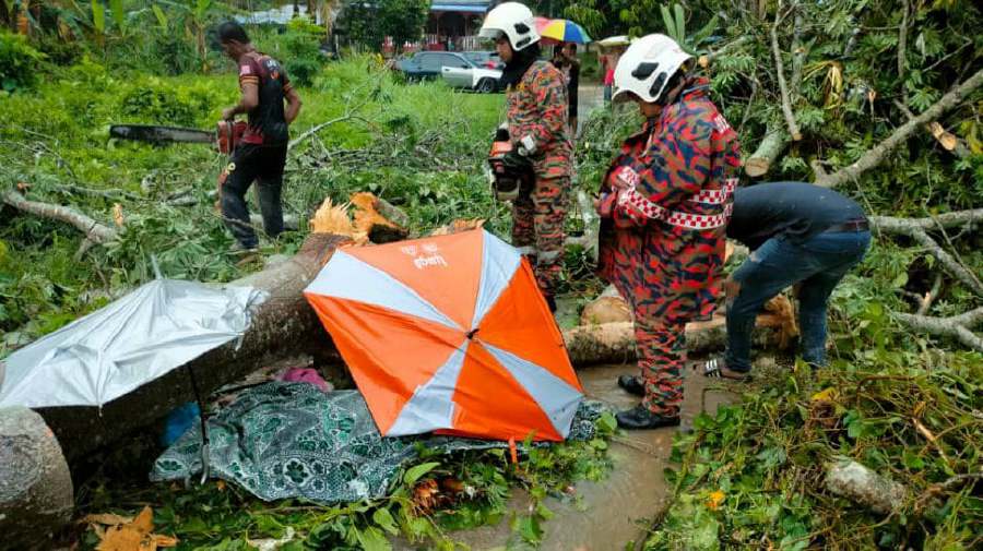An elderly woman died after being struck by a falling kapok tree in front of Sekolah Kebangsaan (SK) Pulai here today. - Pic courtesy of Bomba