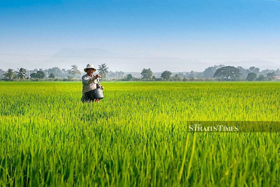 In a few years time, Kedah will morph to a rather urbanised state. Pic depicts a farmer spreading fertiliser on his field. File Photo
