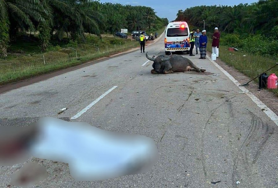 A man died while another was injured after the motorcycle they were riding hit a buffalo crossing the road near a farm in Felda Bukit Sagu here, this morning.-PIC COURTESY: Kuantan district police