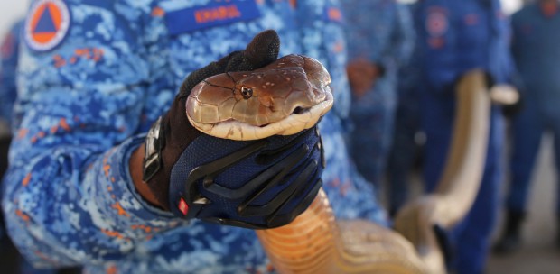 Five meter king cobra captured in duck coop