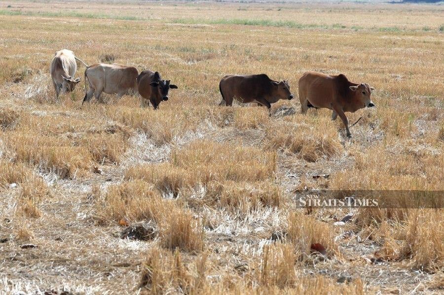  KUALA PERLIS, March 19 — A group of cows seen grazing in the dry paddy fields due to the prolonged hot weather in Perlis. - BERNAMA PIC 