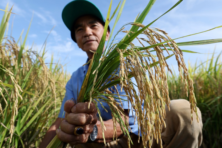 The government plans to increase rice production to 75 per cent self-sufficiency level by 2025, through the SMART Large-Scale Padi Fields (SMART SBB) initiative to ensure the country’s self-sufficiency ratio (SSR) can meet domestic demand through local production. - BERNAMA pic