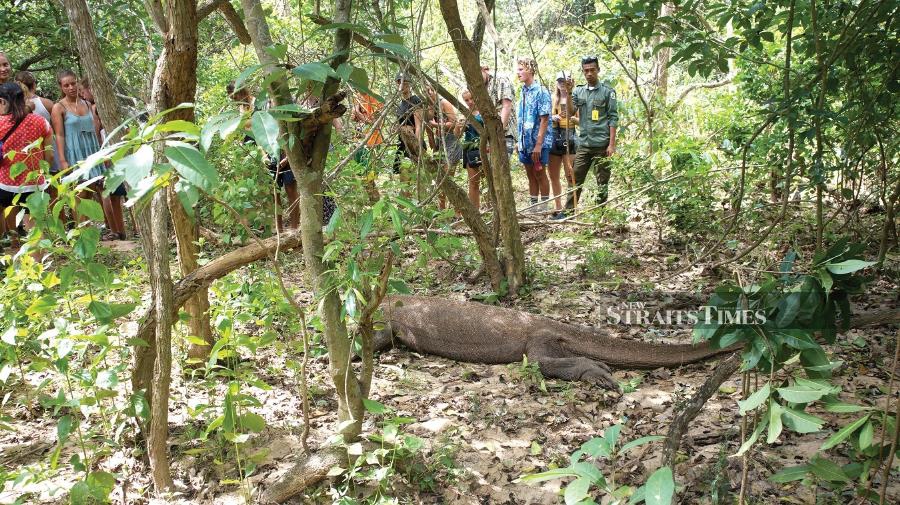 Entry fee hike for two Komodo National Park islands postponed New