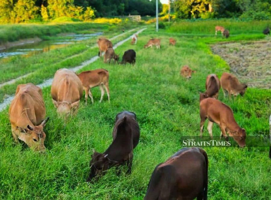 Kelantan has allowed the slaughtering of cattle events during Hari Raya Aidiladha this month, albeit under strict Standard Operating Procedures (SOP) set by the Kelantan Islamic Religious and Malay Customs Council (MAIK). - NSTP/SHARIFAH MAHSINAH ABDULLAH.