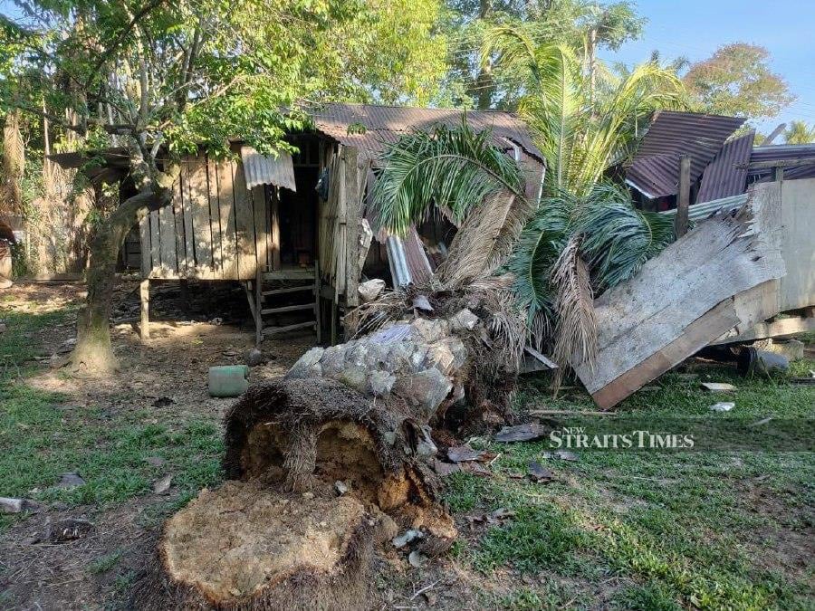A 17-year-old girl narrowly escaped harm after a tree crashed onto her home, causing minor injuries to her left leg. - Pic courtesy of Sabah Fire and Rescue department