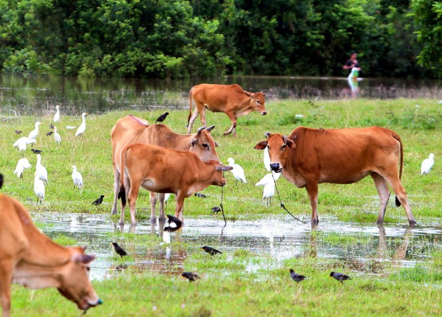 RANTAU PANJANG: A herd of cows grazing near a river in Kampung Bukit Lata, Rantau Panjang which have been flooded due to continuous rain over the past three days.-NSTP/NIK ABDULLAH NIK OMAR