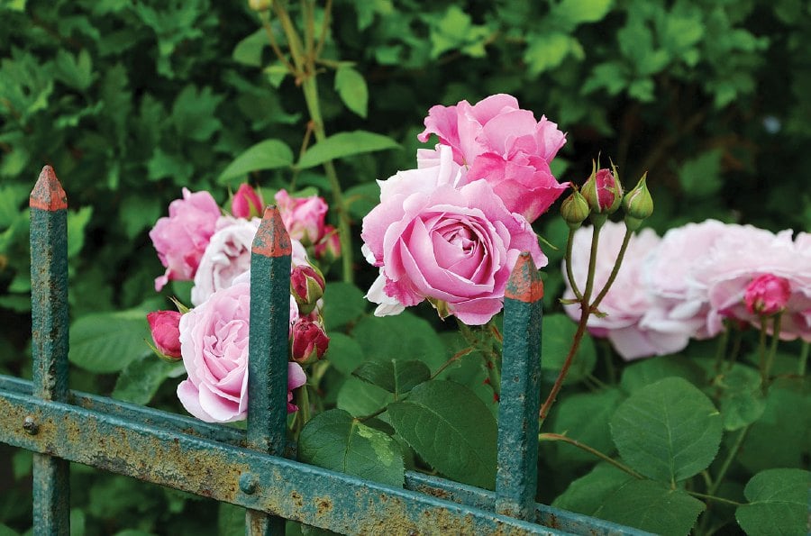 Roses of different shades of colours are perfect to cover your fence.