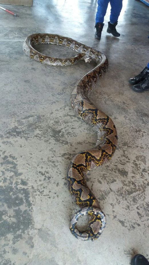 8-metre long python dubbed 