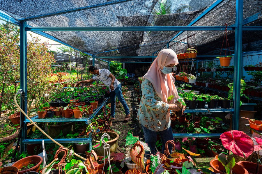 Under Mco Malaysians Get Passionate About Potted Plants