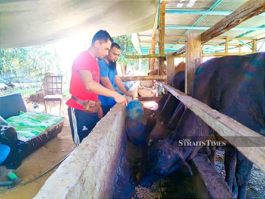Mohd Hasrul Helmi Ariffin (right) and Abdul Basir Mamat feeding their cows in Kampung Pengkalan Merbau. -NSTP/Nurul Fatihah Sulaini