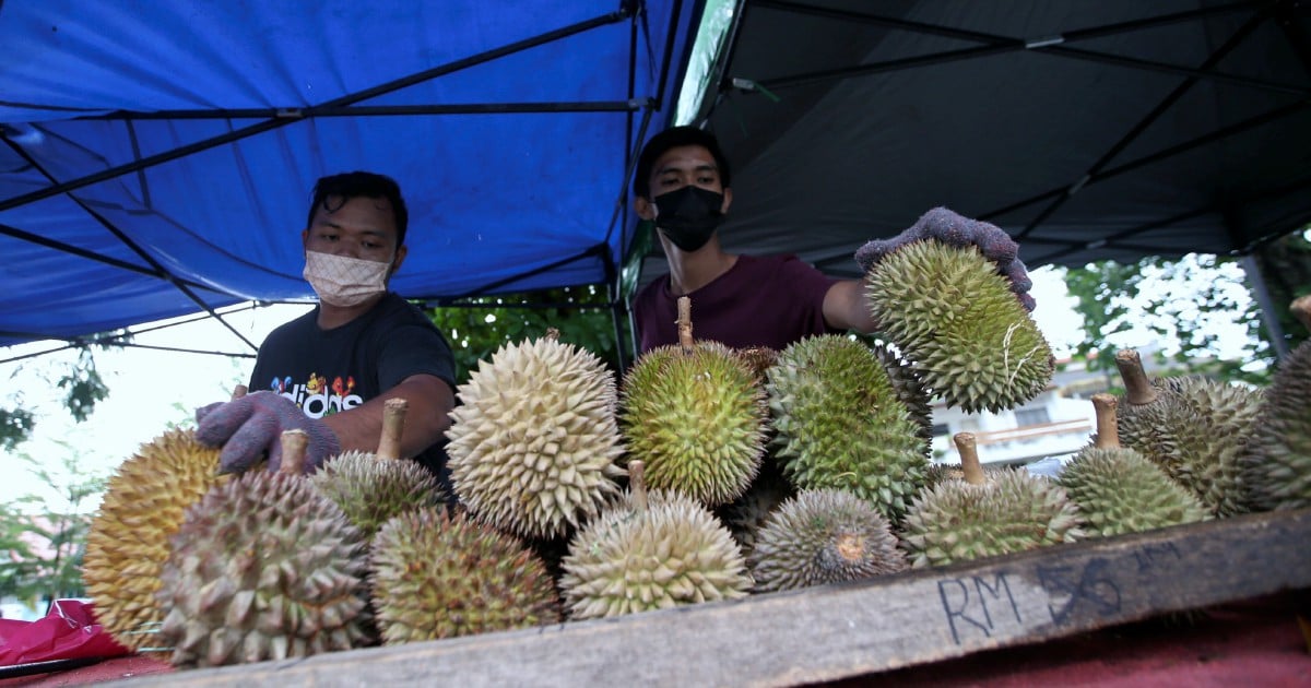 Durians have become a rich man's delicacy | New Straits Times