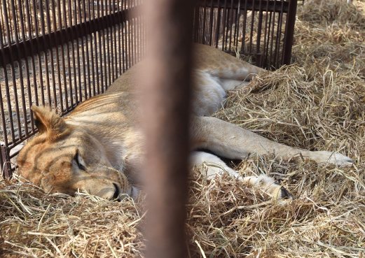 Planeload of 33 rescued lions to fly from Peru to S. Africa | New