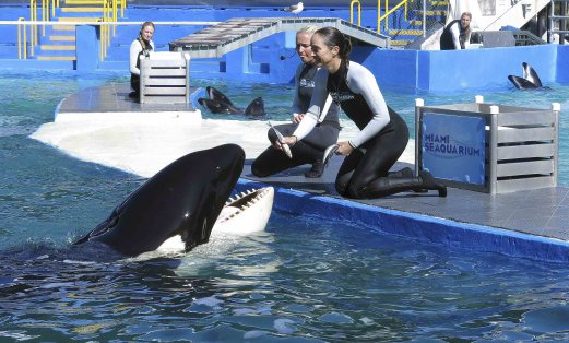 Lonely zoo orca in Florida gets 'endangered' protection | New Straits ...