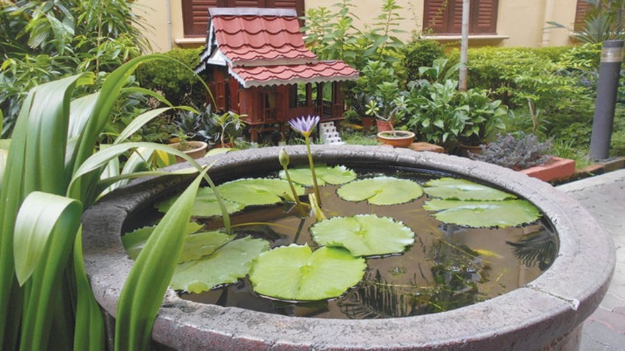 Grow lotus in a large pot and you’ll have a beautiful water garden.