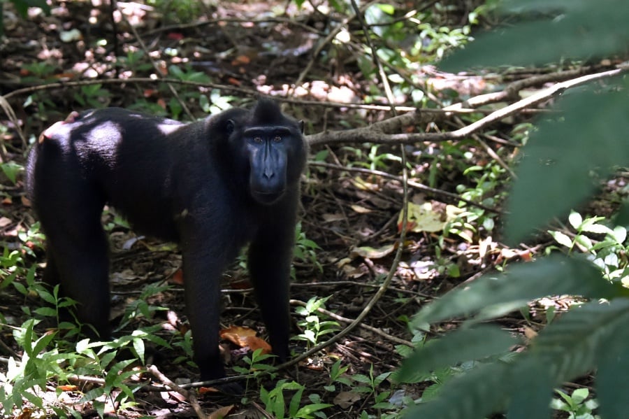 WATCH: Indonesian market sells monkey meat, other exotic animals