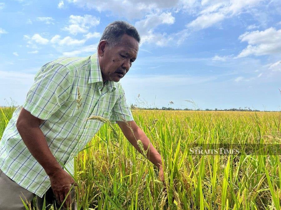  Muda Agriculture Development Authority (Mada) padi farmers’ action committee chairman Che Ani Mat Zain says as of today, rice millers in Kedah are still purchasing the crop at RM1,600 per metric tonnes from the farmers despite rumours that they are revising downward the price to RM1,300 per metric tonnes starting from today. - NSTP/Adie Zulkifli