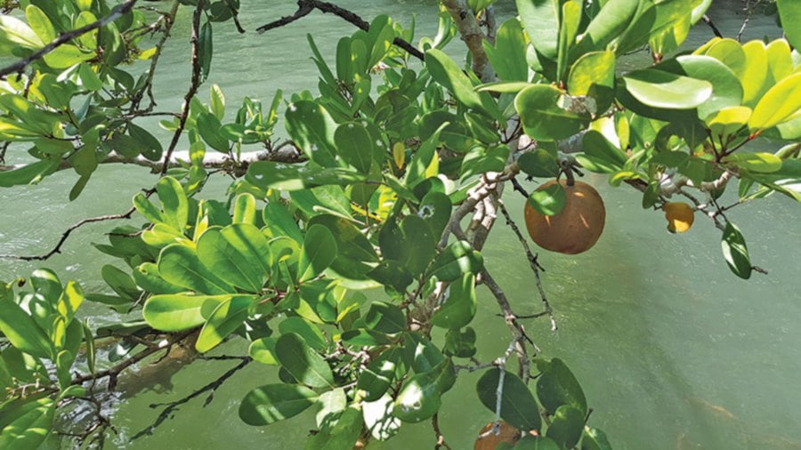 Mangrove apple — sonneratia alba. 