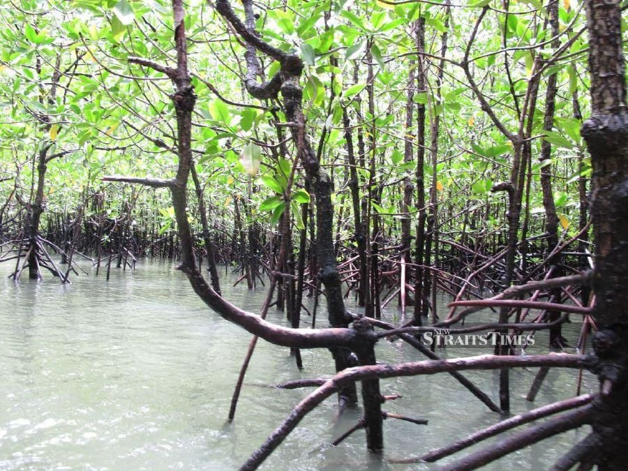 Mangroves - more than meets the eye. - Pic by DCxt 