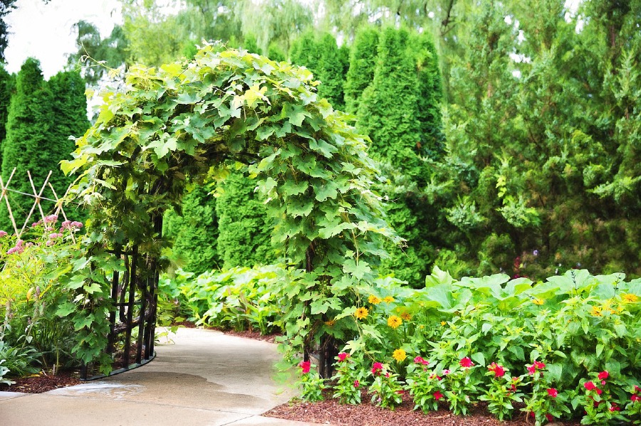 Garden arbor: Homeowners can plant trumpet vine on structures that make up an arch, leading to your garden. Add some colour to the sides with selected flowers that enjoy the sun.
