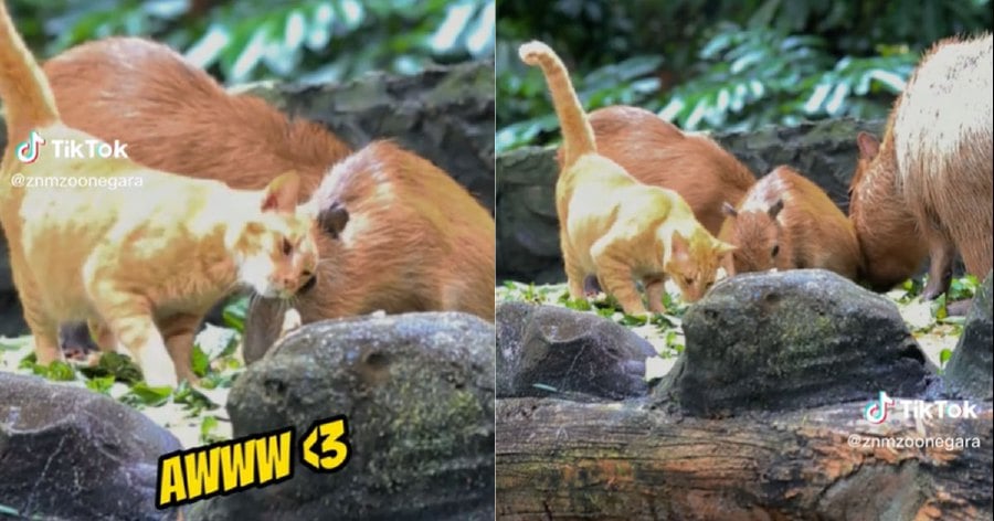 WATCH] Cat and capybara friendship drawing visitors to Zoo Negara