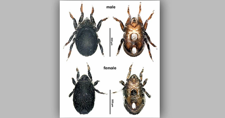 The new mite species has been named “Ameronothrus retweet”, to honour the unique way it was discovered. - Pic credit www.asahi.com/
