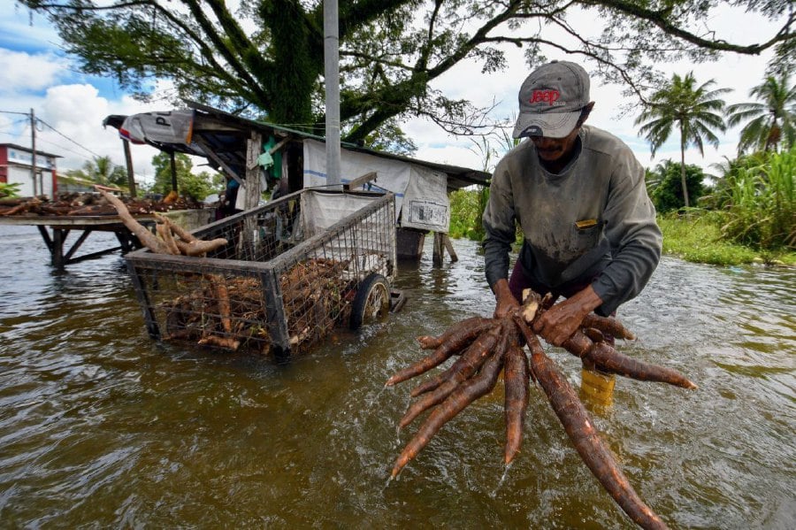 BACHOK: Trader Mat Arifin Yazid, 53, cleans tapioca during the flood following heavy rain since Wednesday (November 29) at Kampung Sri Sentosa. During every monsoon season, the area constantly gets flooded but this has not deterred Mat Arifin to get on with what he does to earn a living despite the obvious danger and threat brought on by the floods. -- BERNAMA PIC