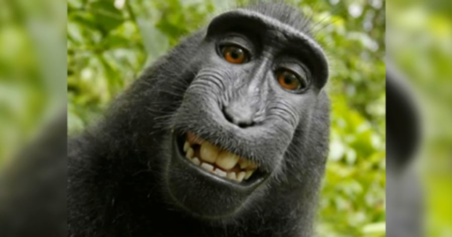 Monkey in 'selfie' cannot sue for copyright, US court says | New ...