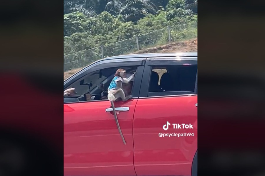 The driver of a red Perodua Ativa in Baling, Kedah was criticised for his irresponsible behaviour in allowing his pet monkey to cling outside the fast-moving car. 