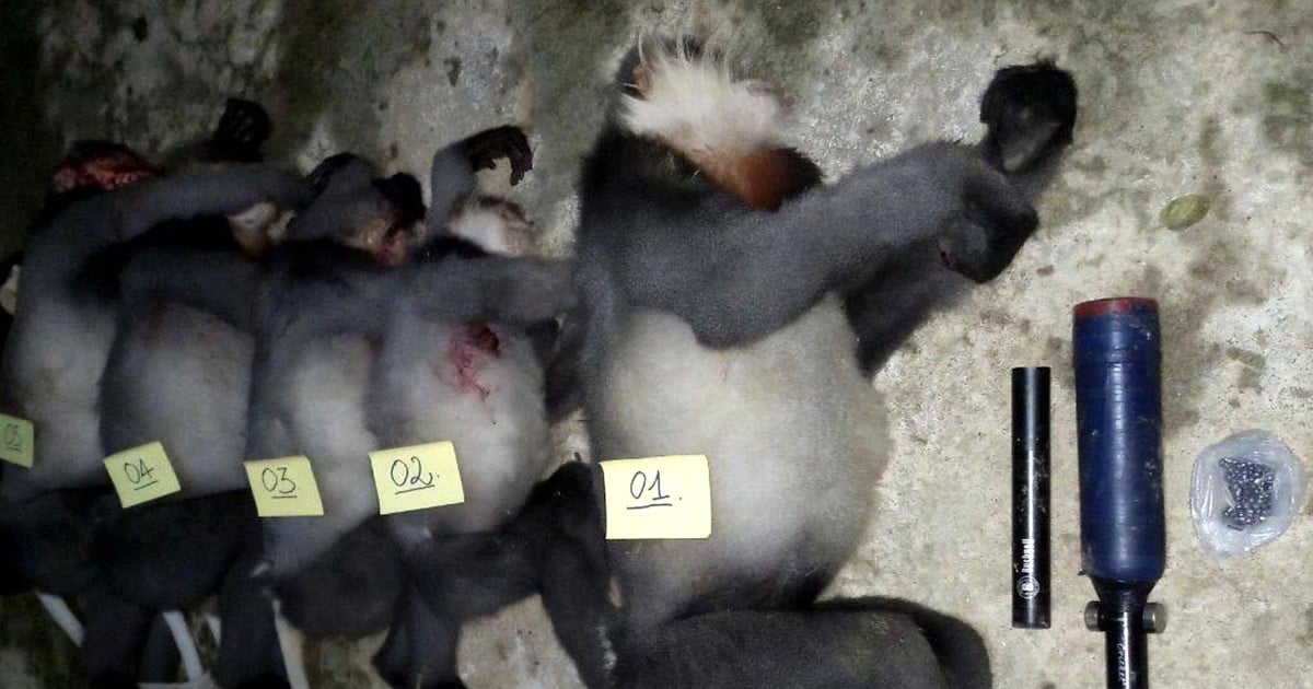 Five critically endangered monkeys shot dead in Vietnam