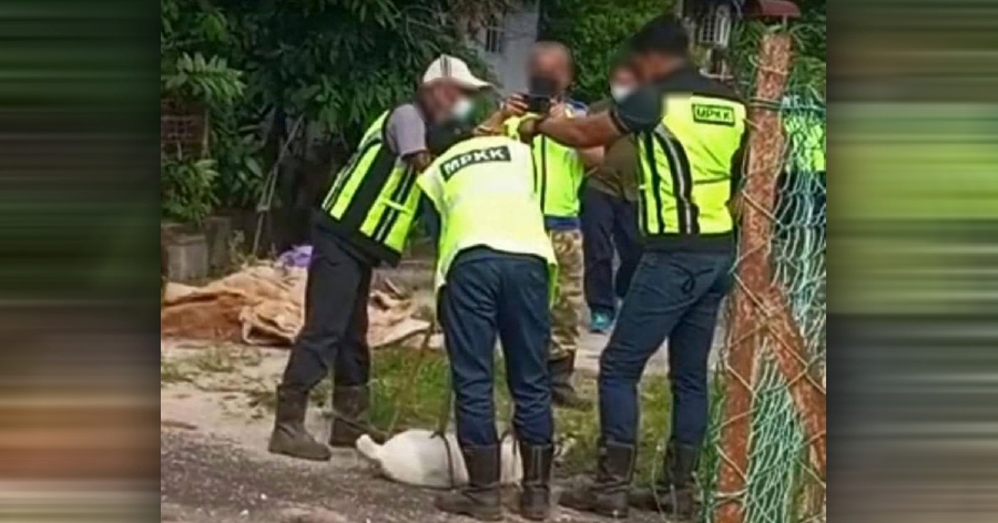 Police have opened an investigation paper on a leaked video allegedly showing a local authority personnel acting in a cruel manner during enforcement exercises against stray dogs. Pic courtesy of NST reader