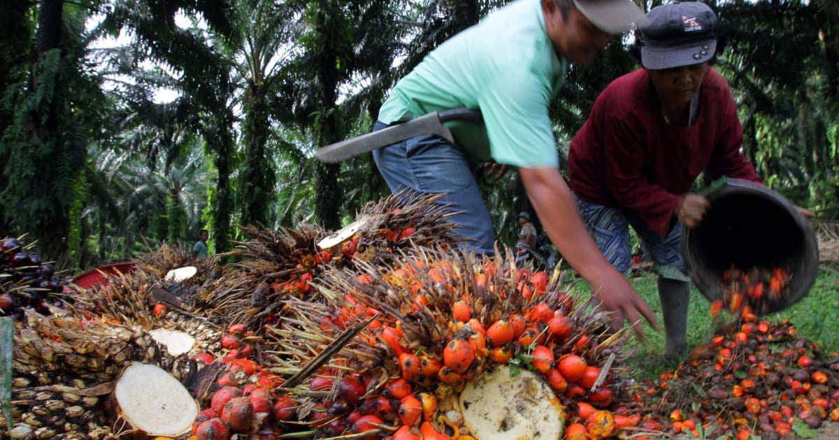 Malaysia's palm oil output may taper off in coming months, weakening ...