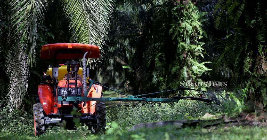 MPOC expects crude palm oil prices to trade lower in January to between RM3,600 and RM3,850 per tonne, despite projecting a higher average for 2024, at RM4,000 per tonne.
