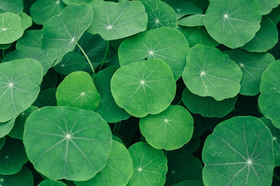 Centella Asiatica is known as pegaga, gotu kola, Indian pennywort and tiger grass, among others. Image by wirestock on Freepik.