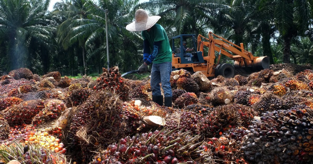 Interests of oil palm smallholders not neglected | New Straits Times