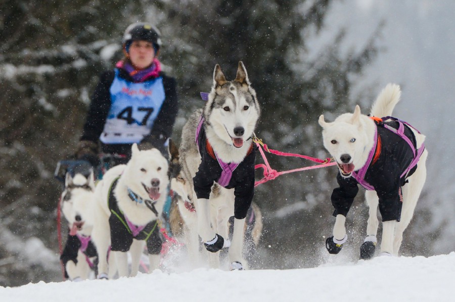 Czech 'musher' wins 300-km dogsled race through snowy mountains