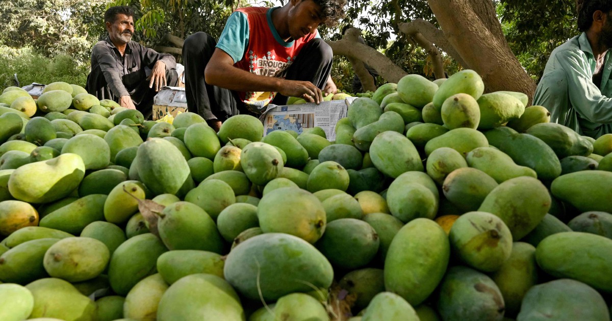 Pakistan farmers pin poor mango crop on climate change | New Straits Times