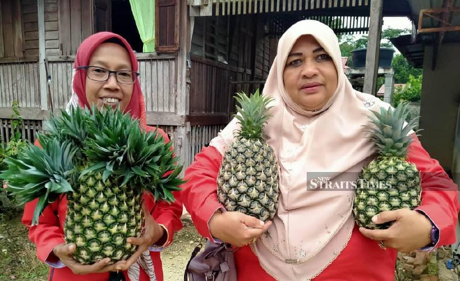 Md2 Pineapple Recommended As Alternative Main Crop During Rmco