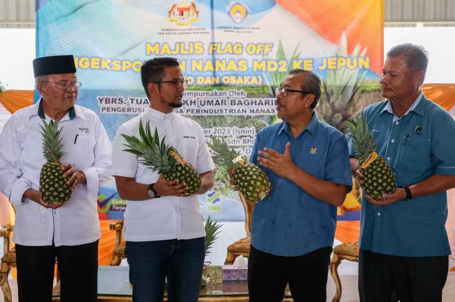 Malaysian Pineapple Industry Board (MPIB) chairman, Sheikh Umar Bagharib Ali (second from left), said that through the project, the state’s annual pineapple output can be raised by up to 334,000 metric tonnes through the agrotechnology mechanisation concept.