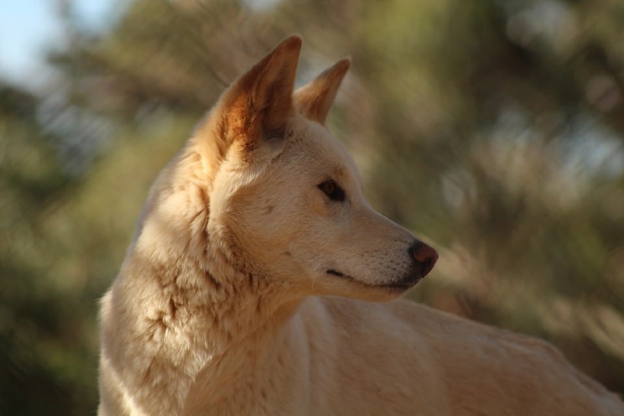 dingo wild dogs