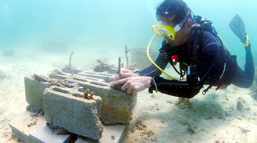 25 artificial reefs built at a cost of less than RM20 | New Straits ...