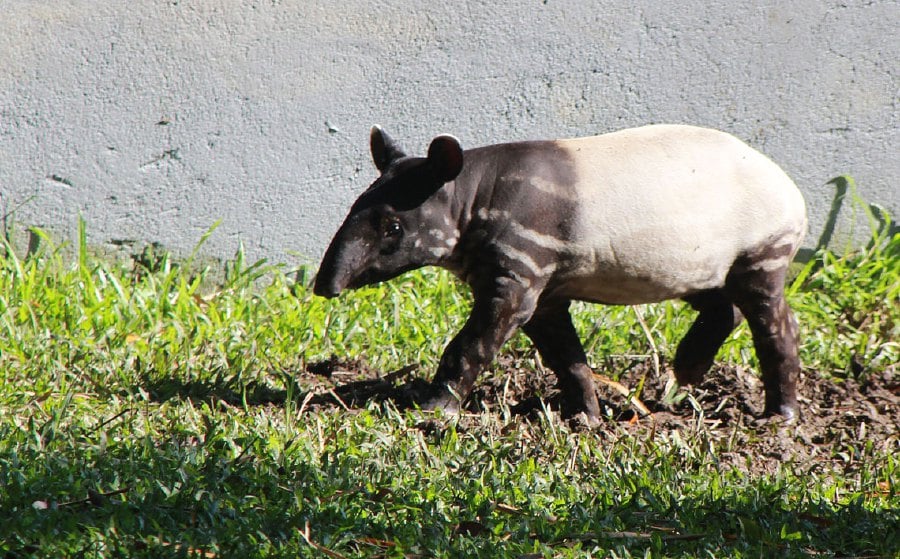 Malayan tapir schabrackentapir (malaysischer tapir) tapirus indicus. Of unity and the tapir | New Straits Times | Malaysia ...