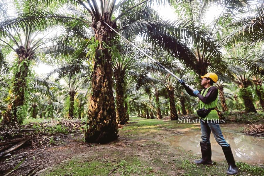 Intake of 32,000 foreign workers set to boost oil palm production | New ...