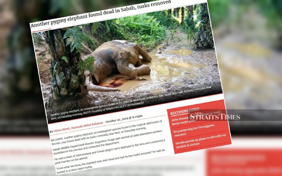 Sabah Deputy Chief Minister Datuk Christina Liew said authorities have found the tusks belonging to the Pygmy elephant found dead in Beluran recently. NSTP
