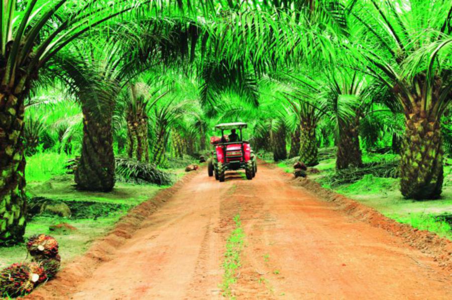 The Oil Palm Planters Flow Proses Pabrik Kelapa Sawit