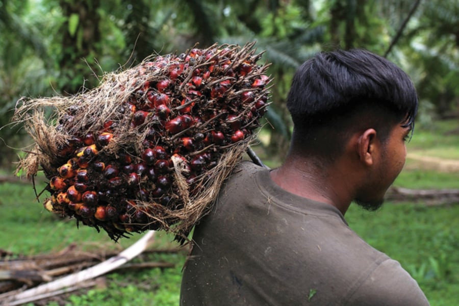 It is estimated that Sarawak faces a shortage of 45,000 foreign workers in the oil palm plantation sector, where more than 70 per cent were involved in harvesting jobs. - Bernama file pic