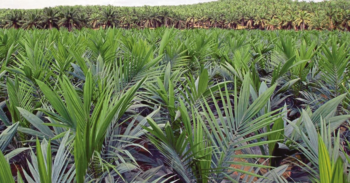 Oil Palm Industry Nation S Lifesaver