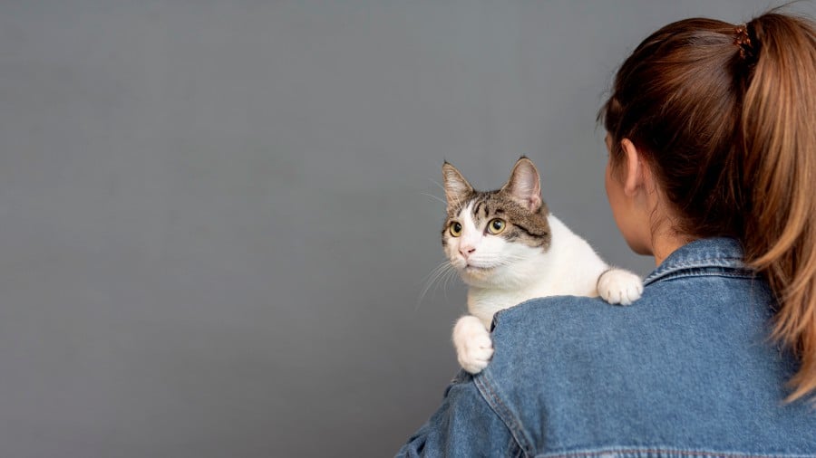 New Study Finds That Cats Can Catch Coronavirus